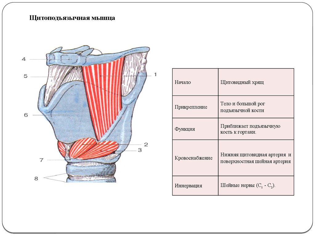 Начало мышцы. Щитовидно-подъязычная мышца функции. Щитовидный хрящ функции. Щито подьязычная мышца. Шито подъязычная мышца.