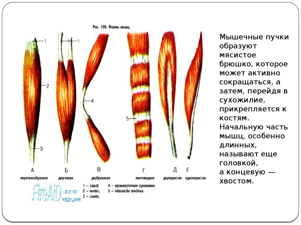 Формы мышц. Части мышцы. Мышечный пучок. Брюшко мышцы. Брюшко и сухожилие мышцы.