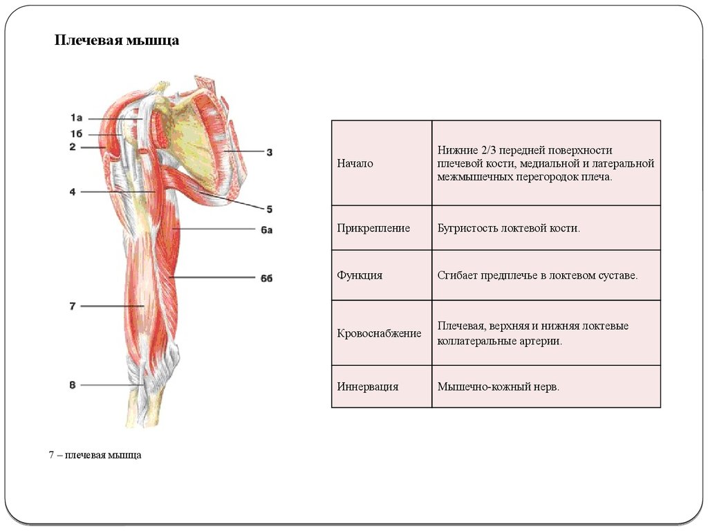 Плечевая мышца. Плечевая мышца иннервация. Мышца плеча передние их функции. Мышцы верхнего плечевого пояса таблица. Передняя группа плеча иннервация.