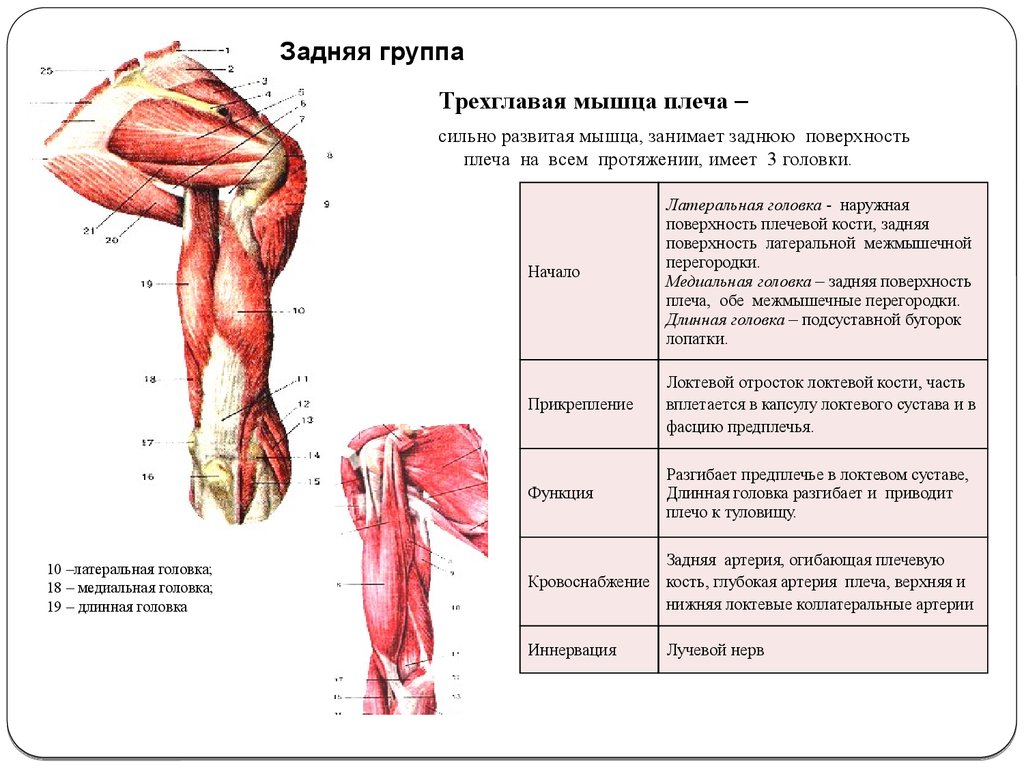 Трехглавая мышца плеча медунивер. Трехглавая мышца разгибатель. Трехглавая мышца плеча анатомия функции. Длинная головка трехглавой мышцы плеча. Внутренняя поверхность плеча
