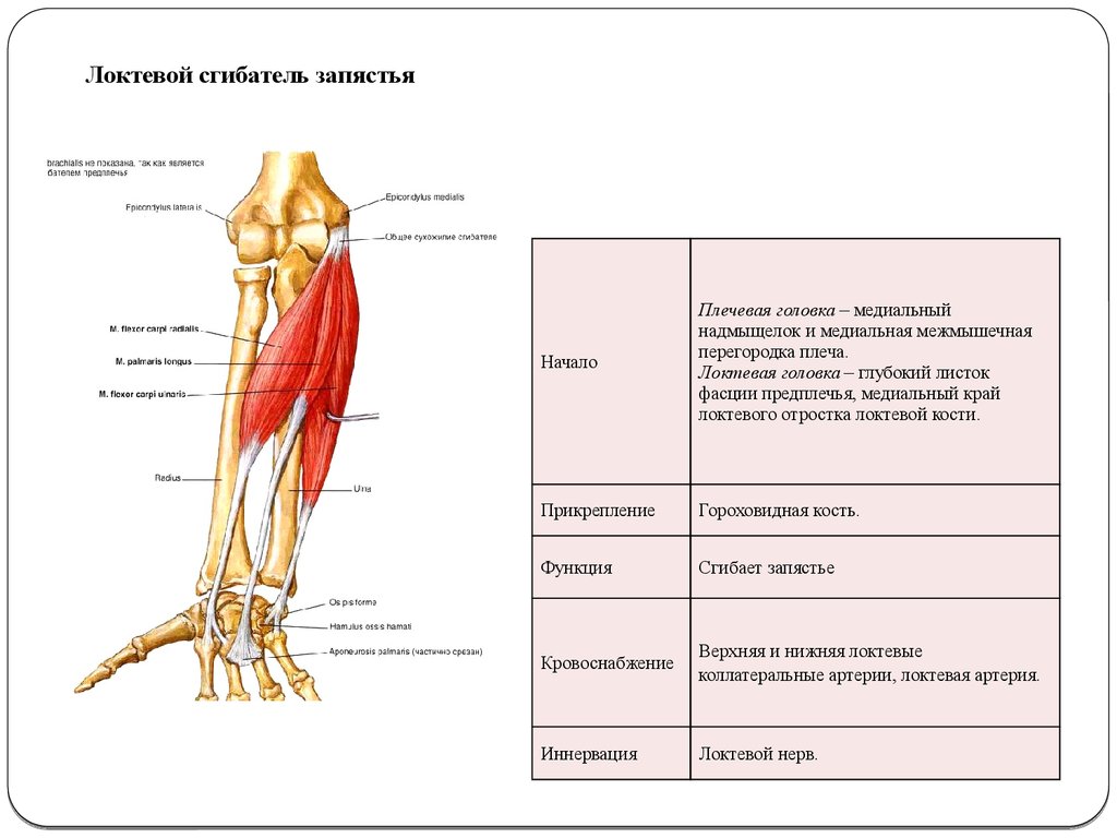 Медиальный надмыщелок плечевой кости. Мышца локтевой сгибатель кисти. Локтевой сгибатель кисти иннервация. Локтевой сгибатель запястья мышца начало прикрепление функции. Мышцы предплечья локтевой сгибатель запястья.