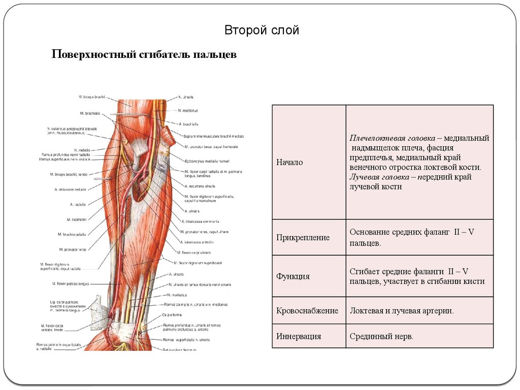 Поверхностный сгибатель пальцев. Лучевая головка поверхностного сгибателя пальцев. Поверхностный сгибатель пальцев прикрепление функция. Поверхностный сгибатель пальцев кисти головки.