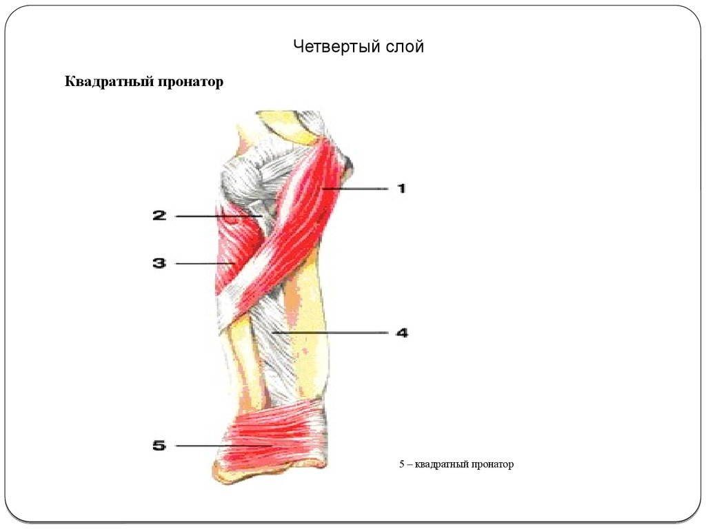 Квадратный пронатор. Квадратный пронатор функция. Квадратный пронатор мышца. Пронатор квадратный пронатор. Квадратный пронатор анатомия.
