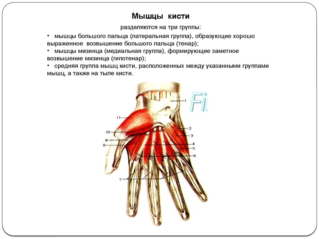 Мышцы большого пальца. Медиальная группа мышц кисти. Мышцы гипотенора кисти. Мышцы кисти латеральная группа медиальная группа средняя группа. Возвышение мизинца формируемое медиальной группой мышц кисти.