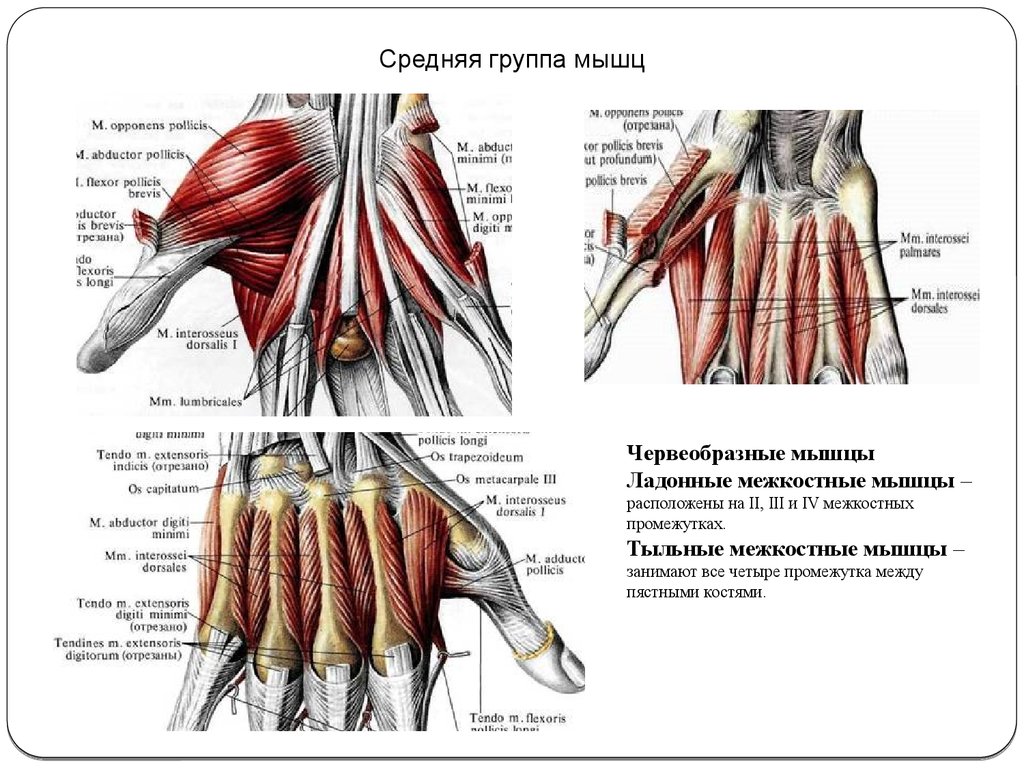 Межкостные мышцы. Тыльные межкостные мышцы (musculi interossei dorsales). Иннервация червеобразных мышц кисти. Ладонные межкостные мышцы кисти. 4 Червеобразные мышцы кисти.