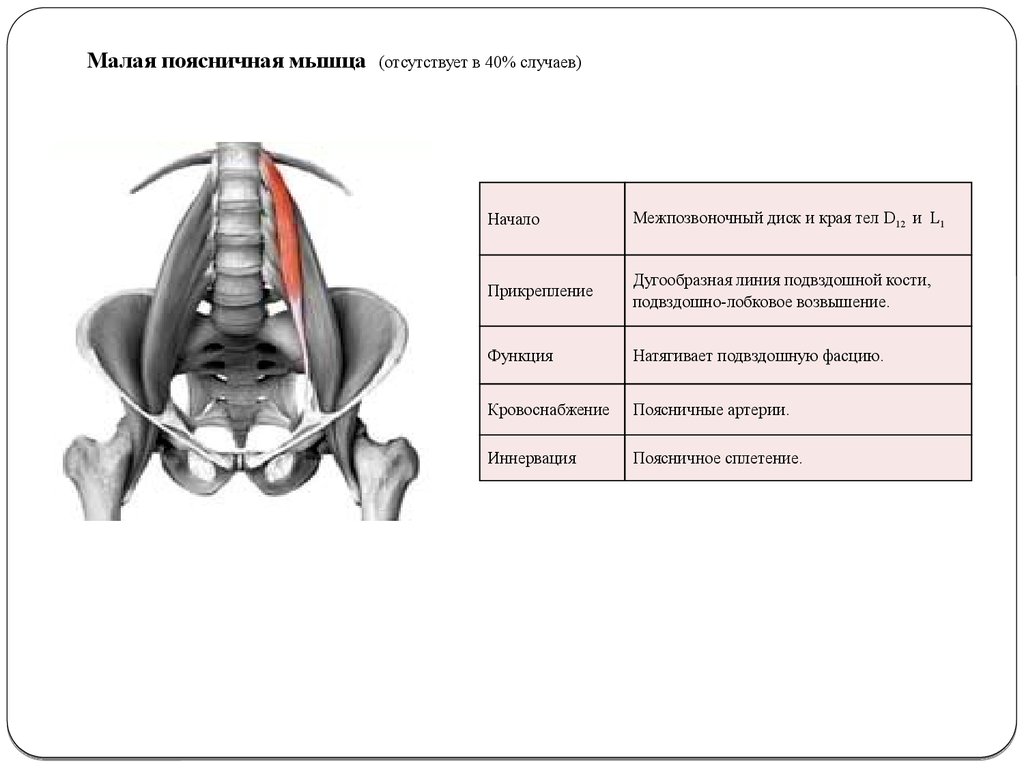 Где находится поясничная мышца. Функция малой поясничной мышцы:. Малая поясничная мышца функции. Подвздошно-поясничная мышца кровоснабжение. Малая поясничная мышца анатомия.