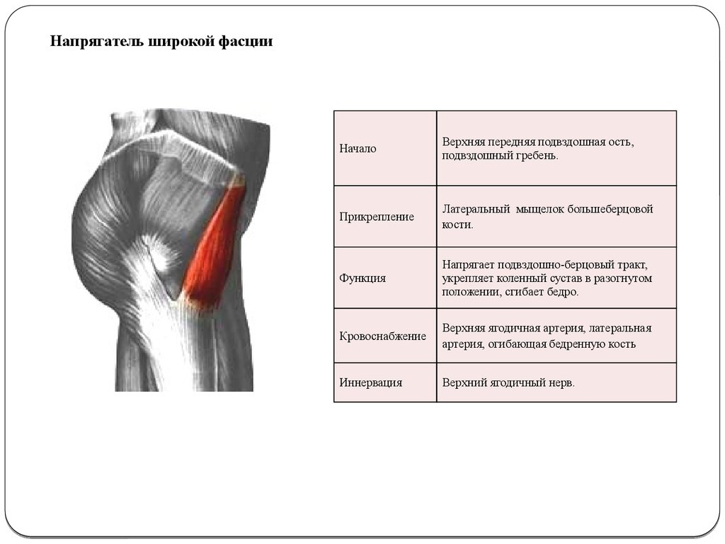 Мышцы и фасции бедра