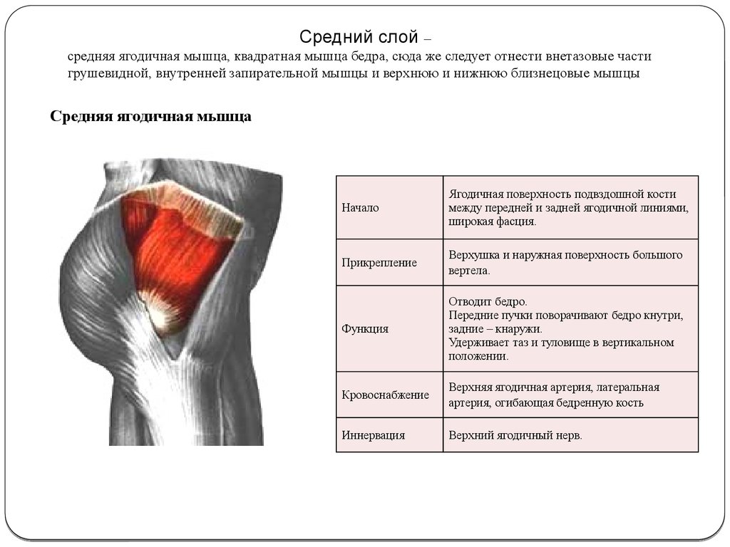 Где находится средняя ягодичная мышца