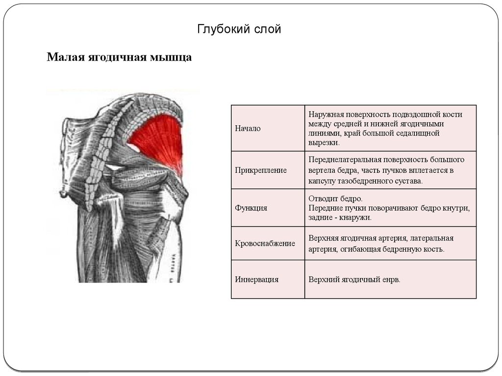 Слои мышц. Большая средняя и малая ягодичные мышцы функции. Мышцы ягодичной области послойно. Малая ягодичная мышца функции прикрепление. Функции большой средней и малой ягодичной мышцы.