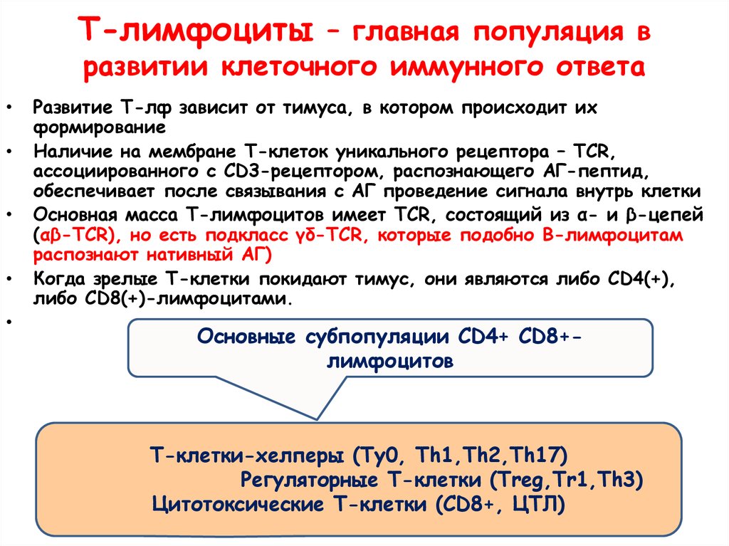 Субпопуляции в лимфоцитов