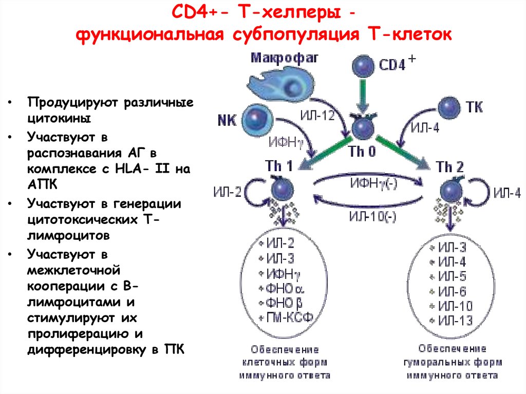 СD4+- Т-хелперы - функциональная субпопуляция Т-клеток