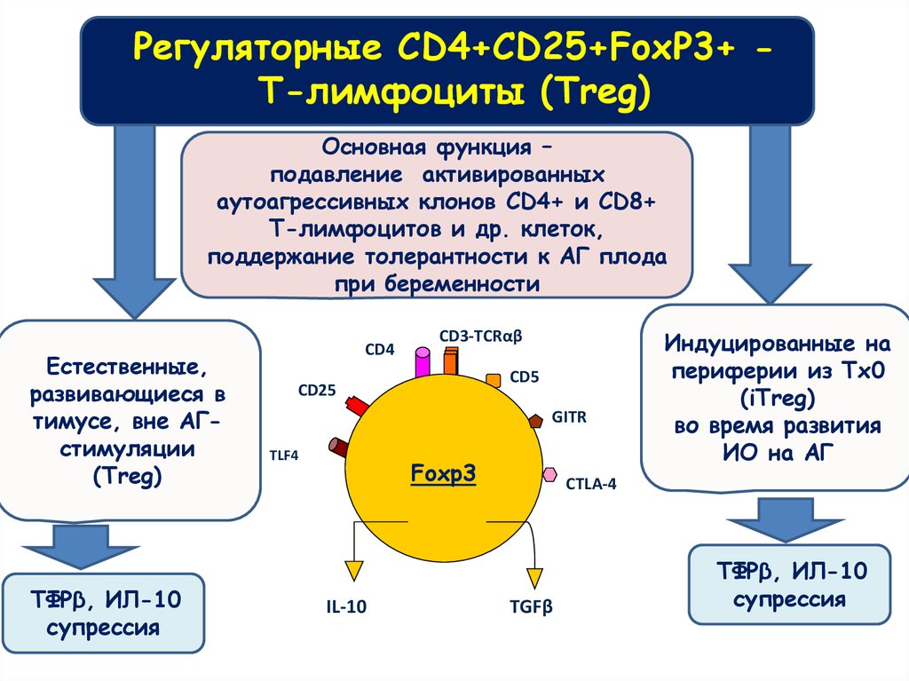 Регуляторные CD4+CD25+FoxP3+ - T-лимфоциты (Treg)