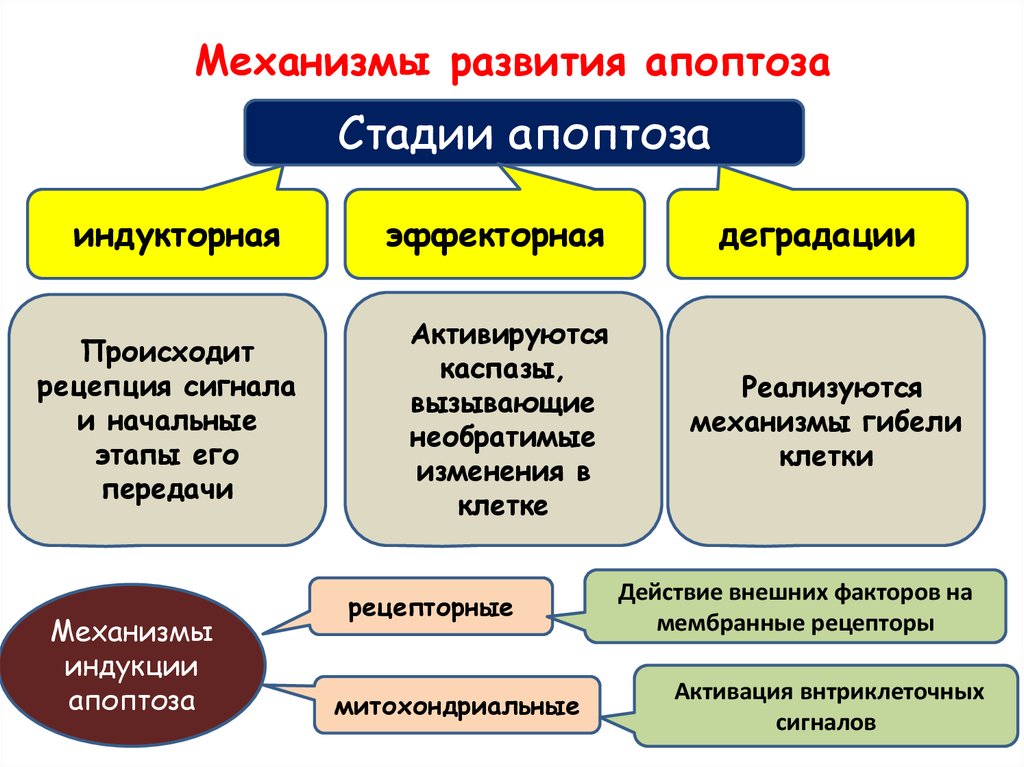 Реализуется механизм. Механизм развития апоптоза. Стадия инициации апоптоза. Апоптоз патанатомия стадии. Механизм апоптоза патанатомия.