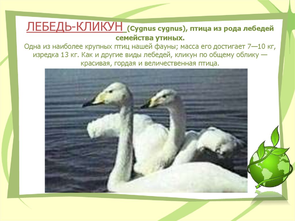 Лебедь род. Лебедь отряд семейство род вид. Лебедь кликун описание кратко. Красная книга Амурской области про лебедя кликун.