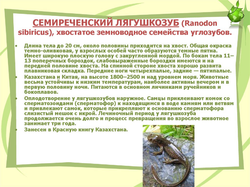 СЕМИРЕЧЕНСКИЙ ЛЯГУШКОЗУБ (Ranodon sibiricus), хвостатое земноводное семейства углозубов.