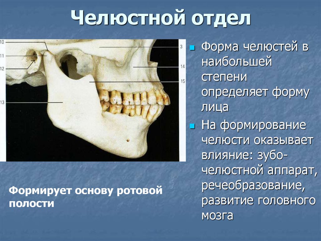 Костная основа полости рта. Челюсть нижняя анатомия ротовой полости. Структура костной ткани челюсти человека. Нижняя челюсть анатомия кости. Нижняя челюсть кость.