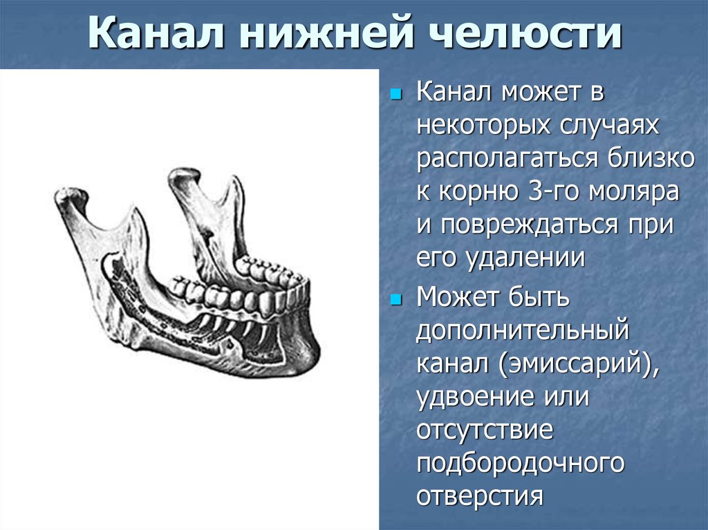 Телевидение нижняя. Канал нижней челюсти анатомия. Нижняя челюсть нижнечелюстной канал. Канал нижней ЧЕЛЮСТИЭ\. Отверстие канала нижней челюсти.