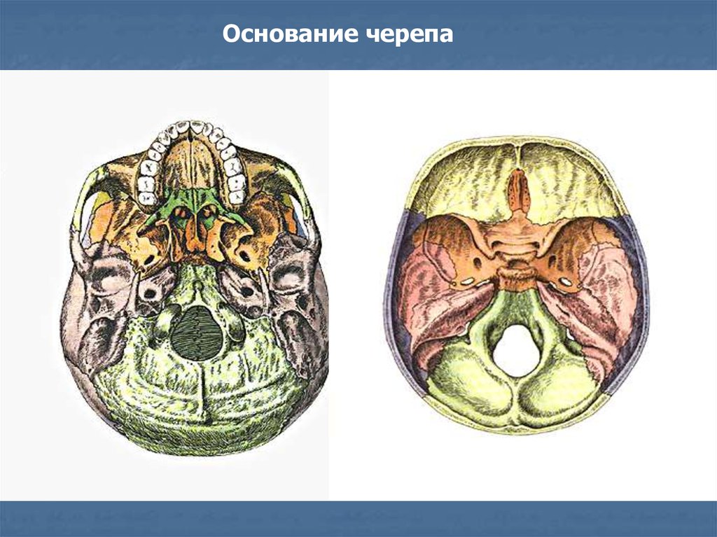 Мозговое основание черепа. Основание черепа анатомия. Череп анатомия внутреннее основание черепа. Основание черепа сбоку. Синхондрозы основания черепа.