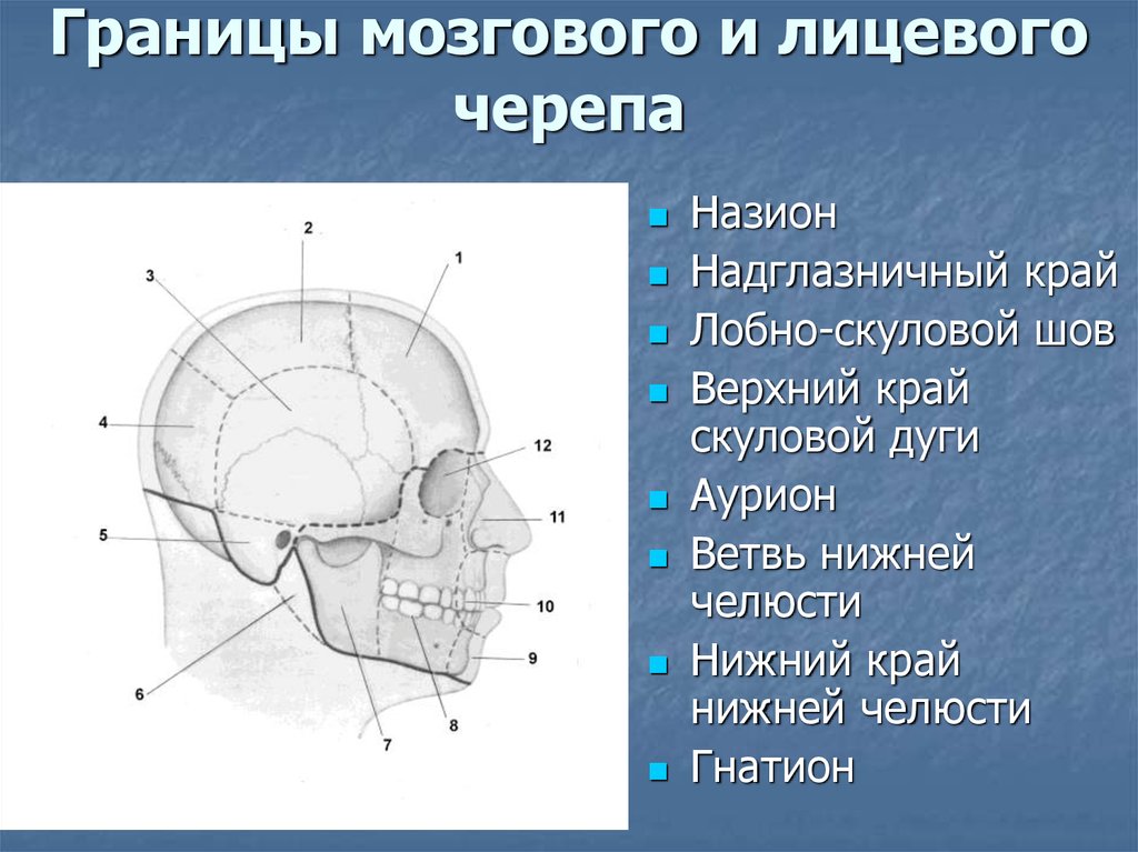 Череп граница мозговой и лицевой. Лобно скуловой шов. Назион на черепе. Границы мозгового отдела.