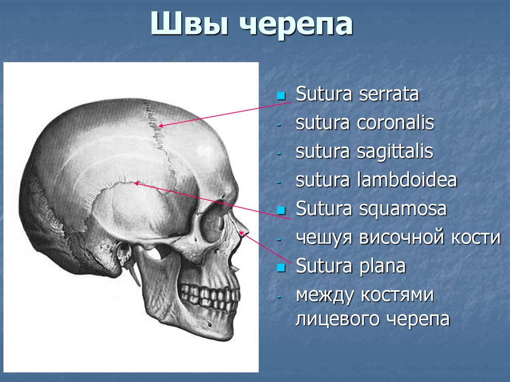 Соединение лобной и теменной кости. Sutura черепа. Соединение костей черепа анатомия. Венечный шов (черепа) – sutura coronalis. Соединения костей черепа на латыни.