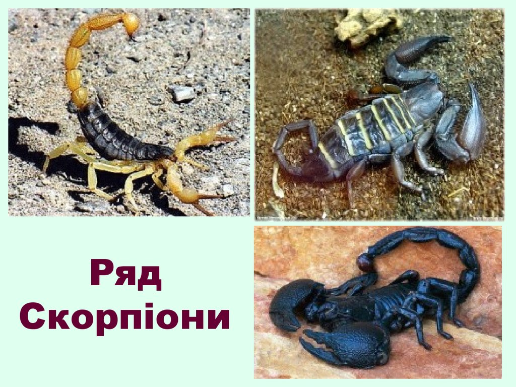 Предмет под названием скорпион