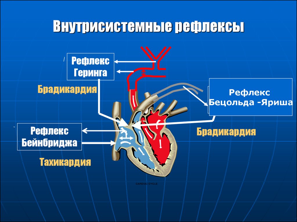 Схема рефлекса бейнбриджа