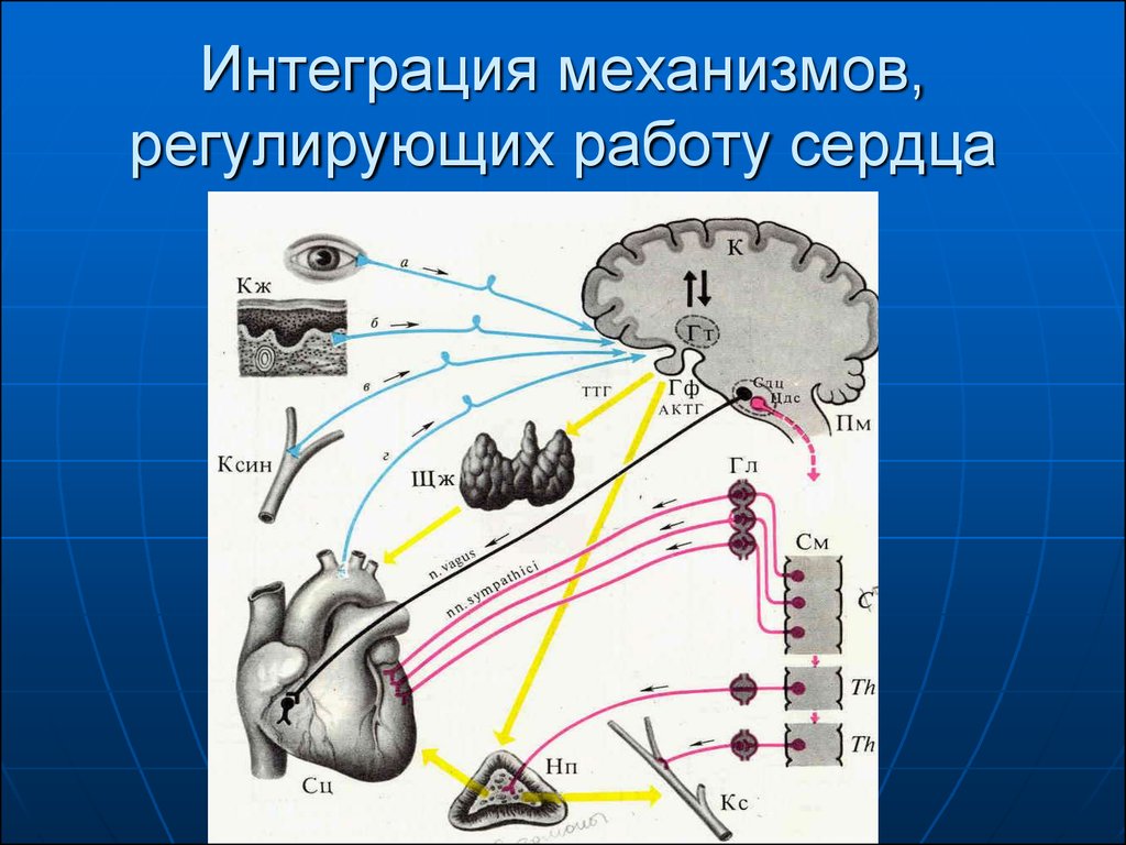 Дыхательный центр регулирует. Интеграция механизмов регулирующих работу сердца. Деятельность сердца регулируется. Механизм работы сердца. Центры регулирующие работу сердца.