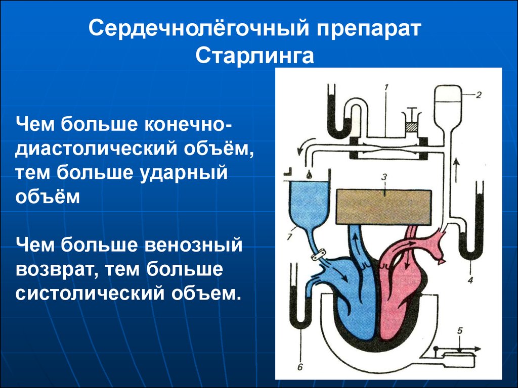 Конечно диастолический. Сердечно-легочный препарат Павлова Старлинга. Диастолический объем. Конечно-диастолический объем это. Конечно-диастолический объем больше ударного объема.