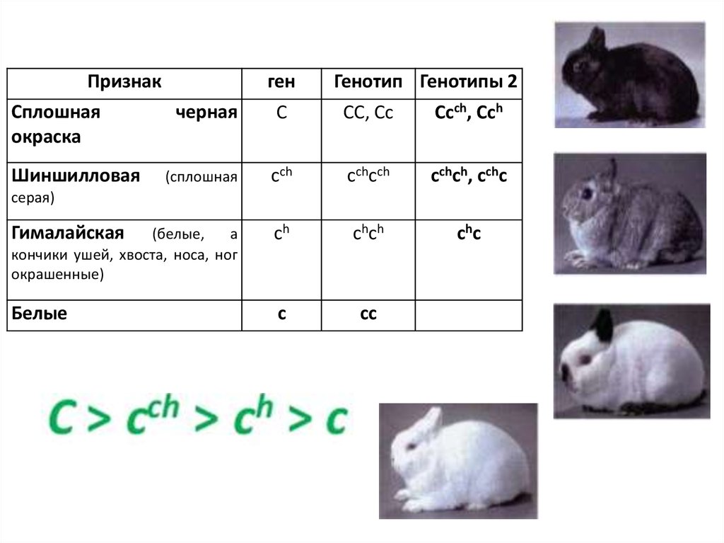 Изменение окраски шерсти кролика