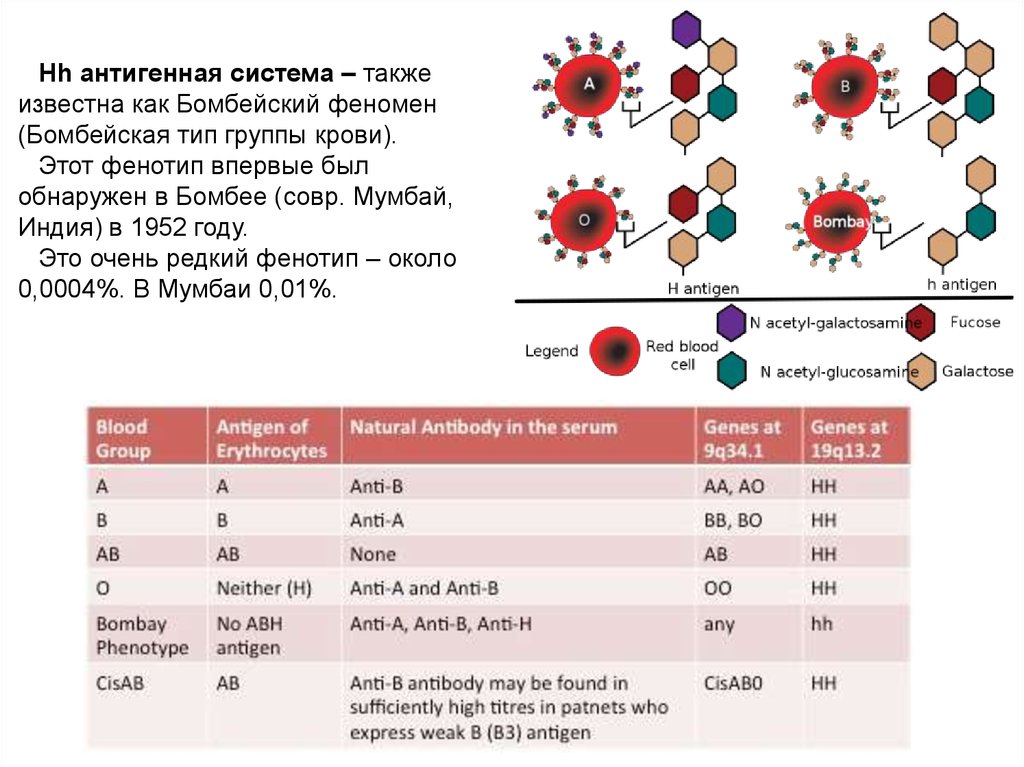 Группа крови резус фактор фенотип. Бомбейский фенотип группы крови. HLA антитела. Группа крови типа Бомбей. Бомбейский феномен группа крови.