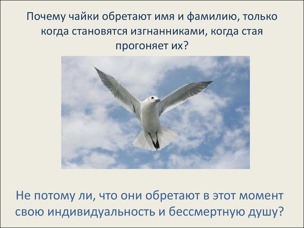 Чайку по имени. Афоризмы о Чайках. Цитаты про чаек. Чайка Джонатан Ливингстон цитаты. Чайки афоризмы.