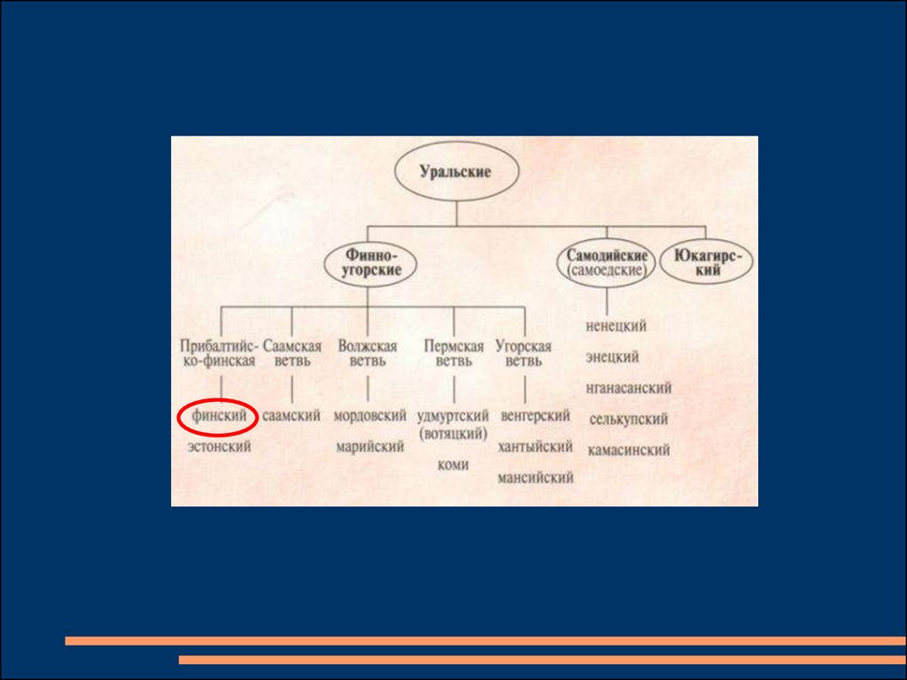 Финно угорские слова в русском языке. Языки финно угорской семьи. Финно-угорская языковая семья. Ветвь языков финский. Финно угорская языковая ветвь.