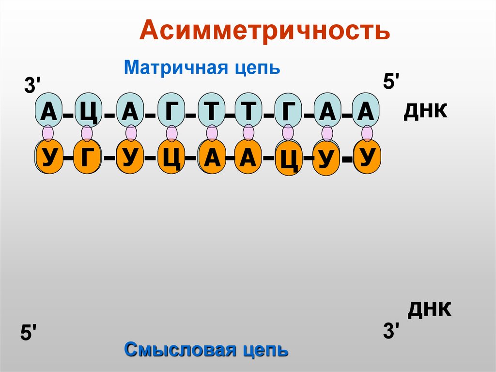 Днк цепь 3 и 5. Матричная цепь. Матричная цепь ДНК. Матричная ДНК И смысловая. Матричная и смысловая цепь ДНК.