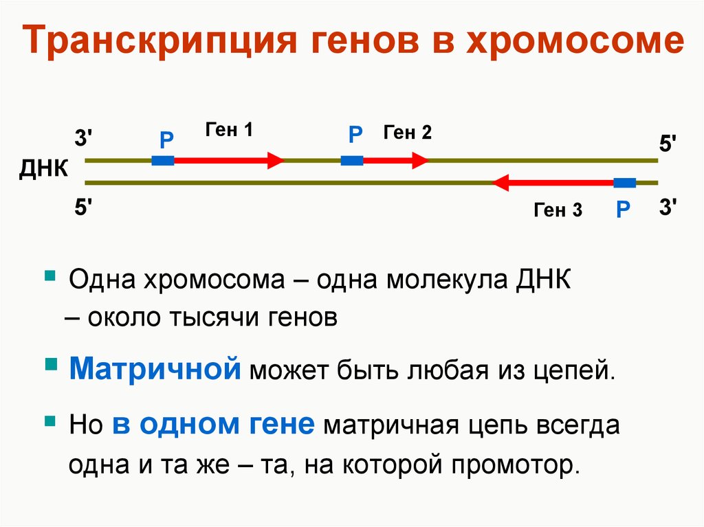 Транскрипция гена эукариот