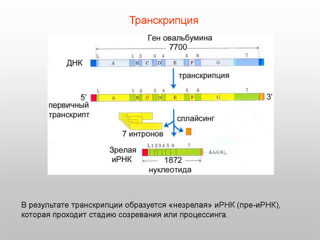 И рнк образуется в. В результате транскрипции образуется. Строение генов эукариот. Незрелая РНК. Результат транскрипции.