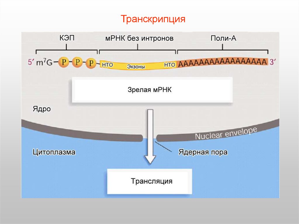 Презентация транскрипция биология