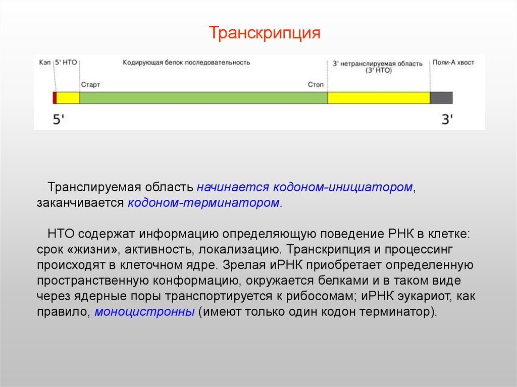 В гене закодирована информация о. Область кодирующая белок. Нетранслируемые области. Транслируемая область начинается. Транскрипция локализация в клетке.