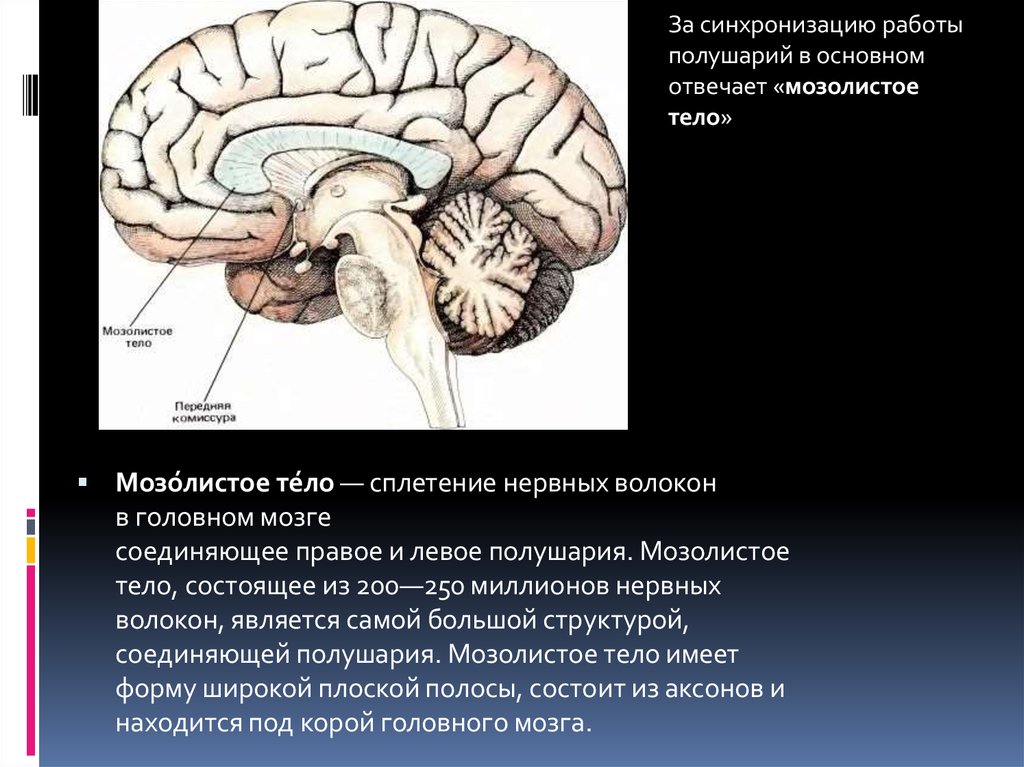 Мозолистое тело функции