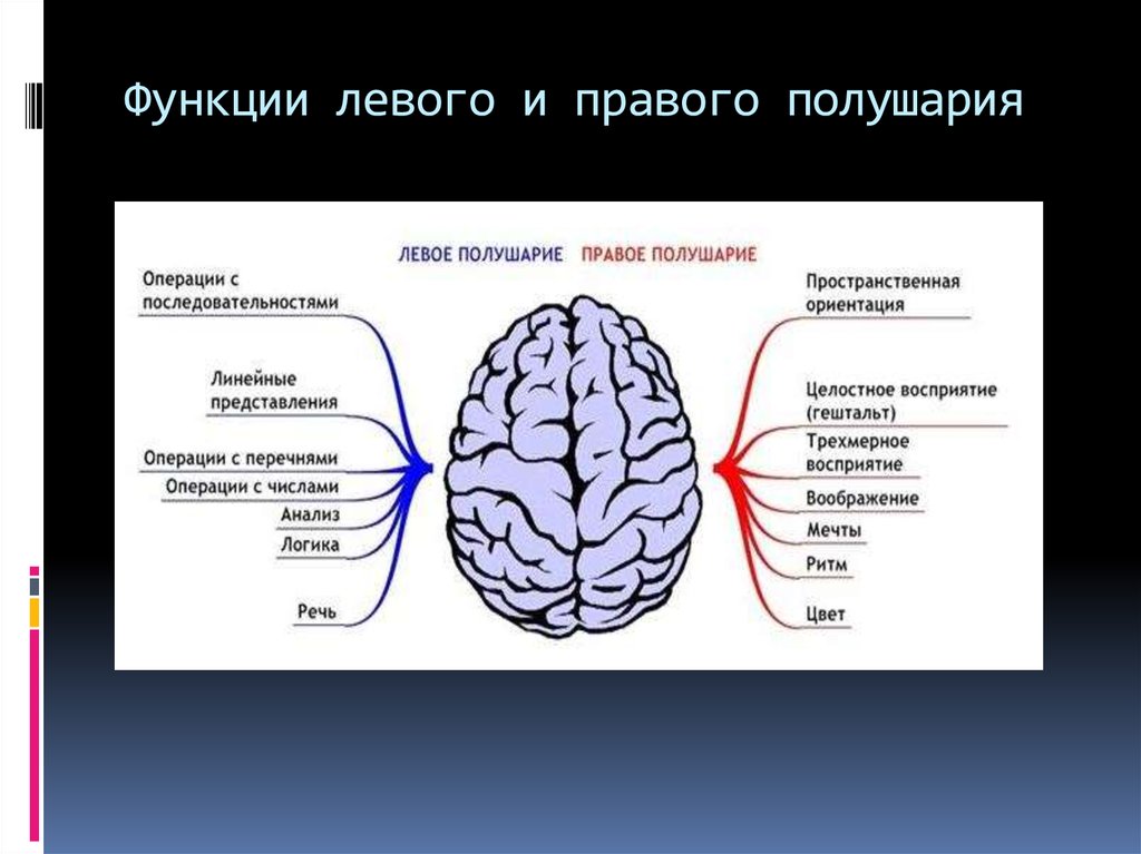 Функциональное нарушение мозга. Функции правого и левого полушария. Функции левого и правого полушария головного мозга. Функции левого полушария. Функции правого полушария.