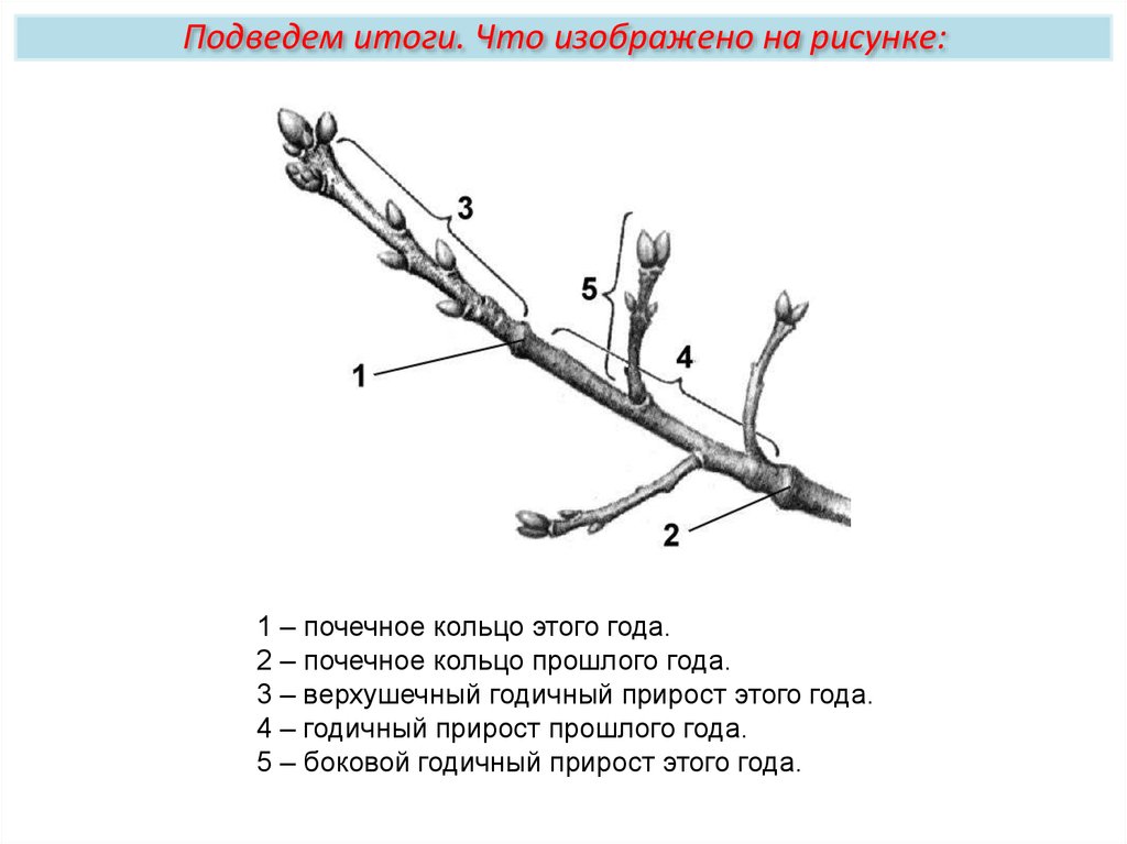 Схема обработки почек