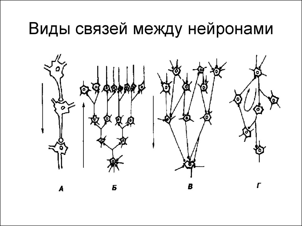 Связь между двумя типами нейронов. Механизмы связи между нейронами. Виды связей между нейронами. Нейронные связи схема. Нейронные связи головного мозга.