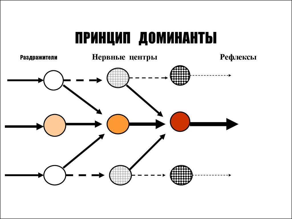 Принцип явления. Принцип Доминанты Ухтомского. Принцип Доминанты Ухтомского схема. Принцип Доминанты физиология. Доминанта Ухтомского в схемах.