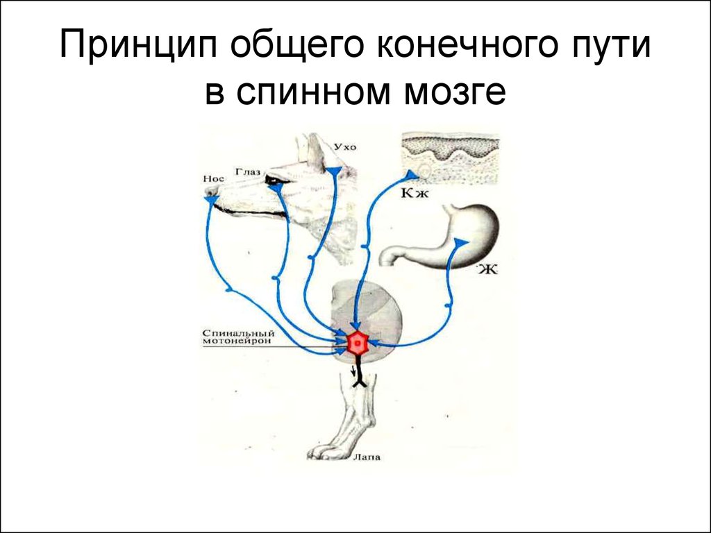 Отдельный конечный. Общий конечный путь в физиологии. Принцип конечного пути физиология. Общий конечный путь физиология ЦНС. Принцип конечного общего пути двигательных проводящих путей.