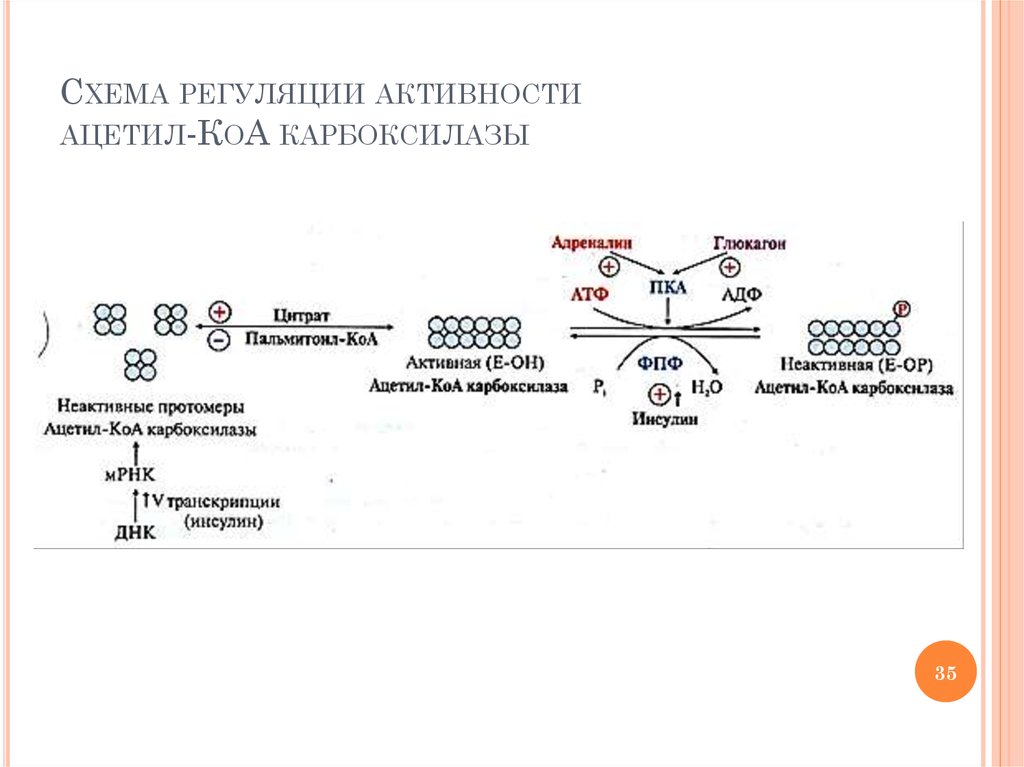 Ацетил сайт. Регуляция активности ацетил КОА карбоксилазы. Кофермент ацетил-КОА карбоксилазы. Регуляторный фермент ацетил-КОА-карбоксилаза. Активатор ацетил-КОА карбоксилазы.