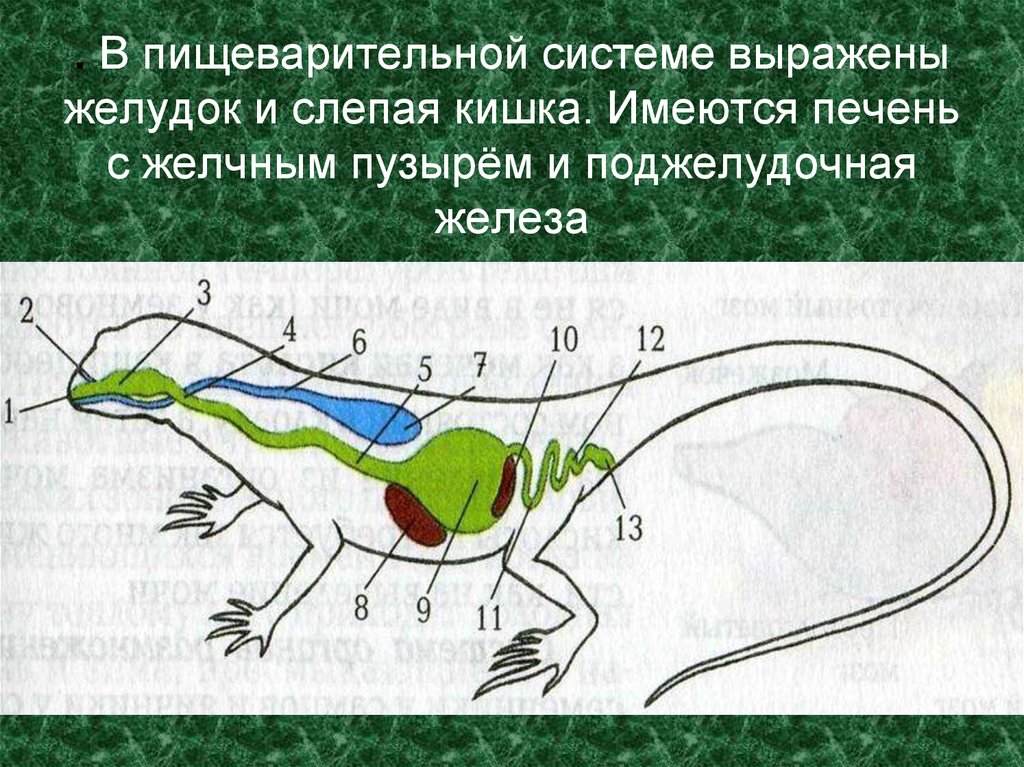 Печень ящерицы. Пищеварительная система пресмыкающихся. Пресмыкающиеся строение пищеварительной системы. Схема строения пищеварительной системы пресмыкающихся. Пищеварительная система пресмыкающихся 7 класс биология.