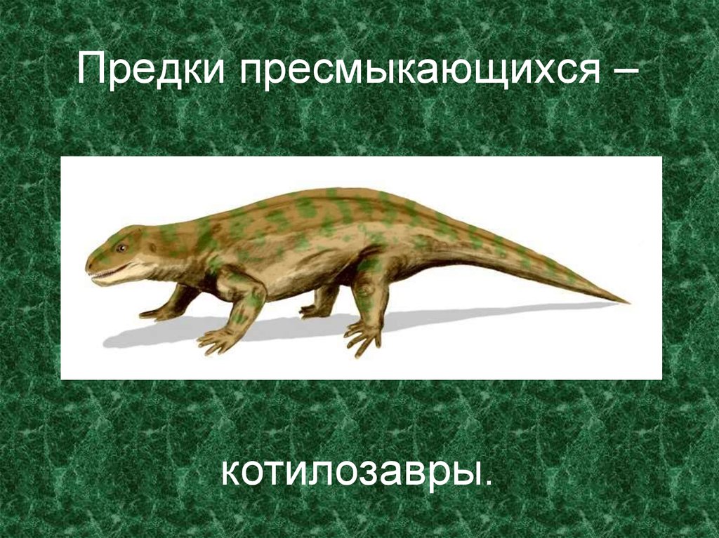 Предки современных рептилий. Котилозавры предки. Рептилии котилозавры. Древние пресмыкающиеся котилозавры. Происхождение рептилий котилозавры.