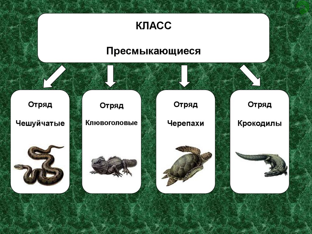 Отряды животных. Класс пресмыкающиеся делится на отряды. Отряды пресмыкающихся 7 класс. Пресмыкающиеся представители группы 3 класс. Класс пресмыкающиеся представители.