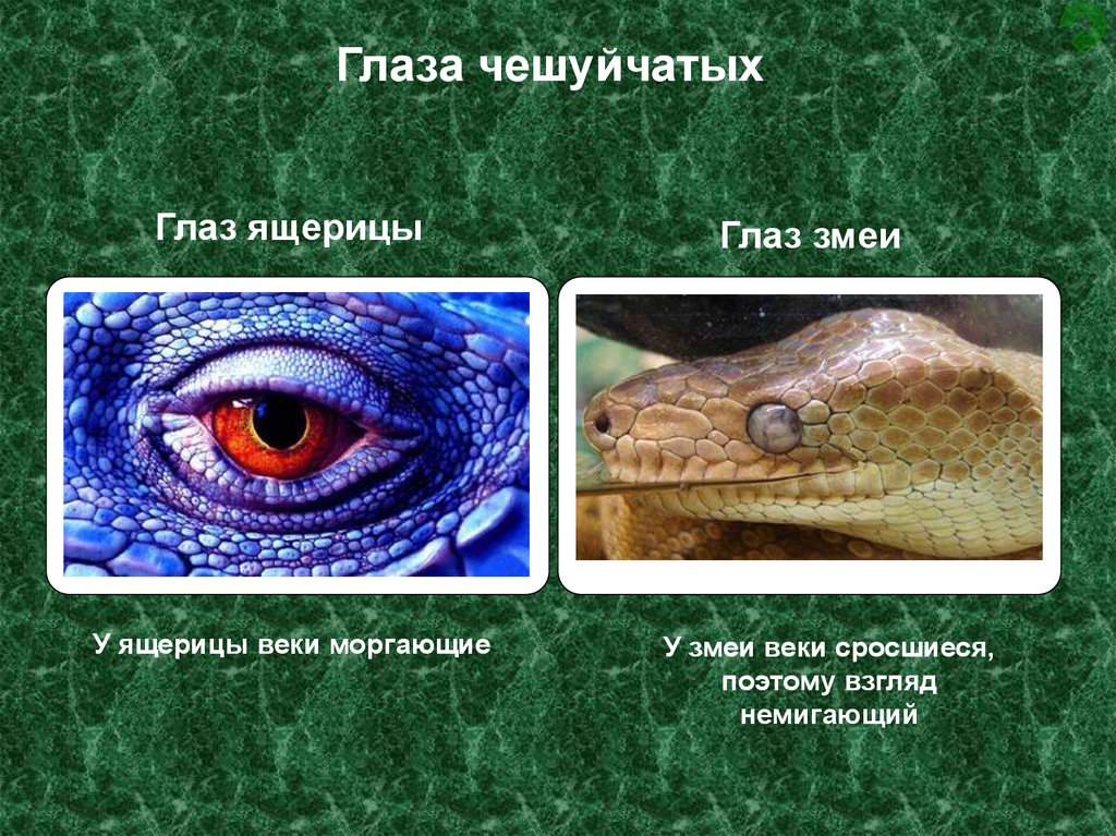 Век у ящерицы. Строение глаза ящерицы. Глаз рептилии. Сросшиеся веки у змей. Глаз ящерицы.