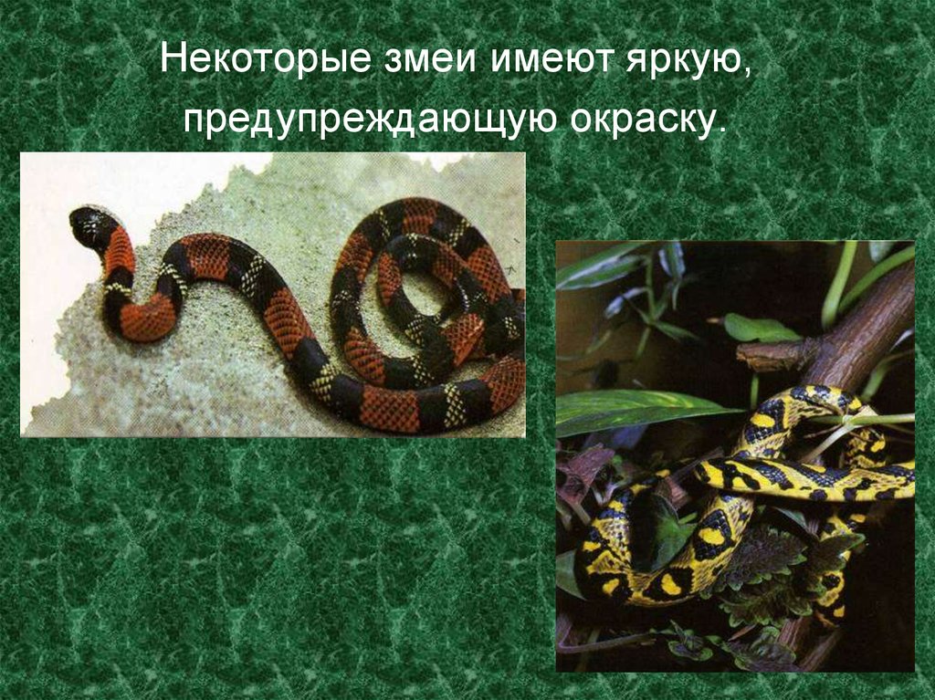 Предупреждающую окраску имеет. Предостерегающая окраска змеи. Отряд чешуйчатые. Предупреждающая окраска. Предупреждающая окраска рептилий.