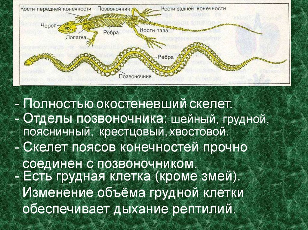 Особенности строения скелета пресмыкающихся таблица. Скелет змеи. Скелет пресмыкающихся. Строение конечностей змей. Скелет змеи строение.